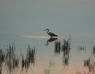 DSC_0175.JPG DSC_0175.JPG