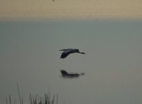 DSC_0178.JPG DSC_0178.JPG