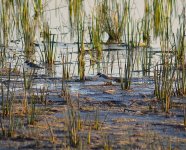 DSC_0150.JPG DSC_0150.JPG