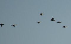 DSC_0121.JPG DSC_0121.JPG