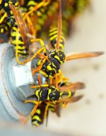 DSC_0111.JPG DSC_0111.JPG