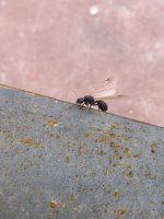 IMG_0485.jpeg