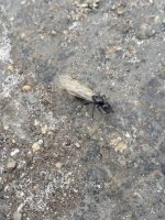 IMG_0491.jpeg