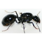 queen-of-messor-capitatus-free-ants-anthouse.jpg
