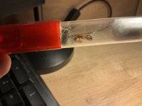 IMG_0241.jpeg