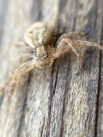 IMG_1825.jpeg