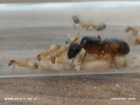 görsel_2025-10-27_232216846.png görsel_2025-10-27_232216846.png