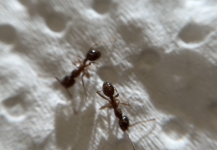 IMG_0294.png IMG_0294.png