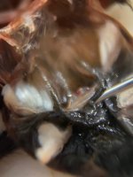 WhatsApp Image 2025-11-04 at 20.24.56.jpeg