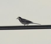 DSC_0273.JPG DSC_0273.JPG