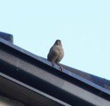 DSC_0339.JPG DSC_0339.JPG