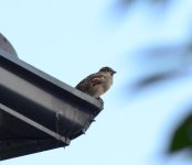 DSC_0347.JPG DSC_0347.JPG