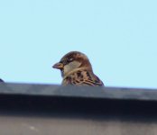 DSC_0351.JPG DSC_0351.JPG