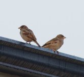 DSC_0358.JPG DSC_0358.JPG