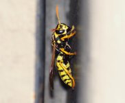 DSC_0134.JPG DSC_0134.JPG