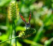 DSC_0154.JPG DSC_0154.JPG