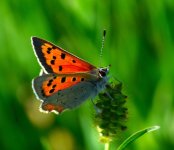 DSC_0159.JPG DSC_0159.JPG