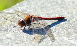 DSC_0193.JPG DSC_0193.JPG