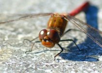 DSC_0194.JPG DSC_0194.JPG