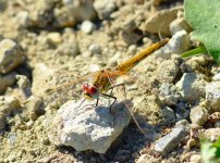 DSC_0196.JPG DSC_0196.JPG