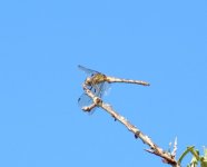 DSC_0211.JPG DSC_0211.JPG