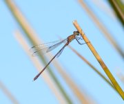 DSC_0240.JPG DSC_0240.JPG