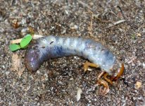 DSC_0255.JPG DSC_0255.JPG