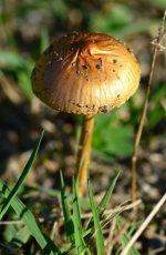 DSC_0229.JPG DSC_0229.JPG