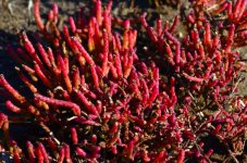 DSC_0235.JPG DSC_0235.JPG