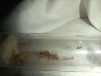 WhatsApp Image 2025-11-12 at 20.57.32.jpeg