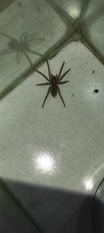 wolf spider.jpg