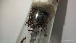 IMG_20251115_122240.jpg IMG_20251115_122240.jpg