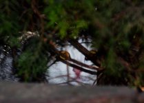 DSC_0800.JPG DSC_0800.JPG