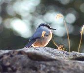 DSC_0519.JPG DSC_0519.JPG