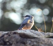 DSC_0520.JPG DSC_0520.JPG