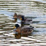 DSC_0690.JPG DSC_0690.JPG