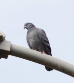 DSC_0748.JPG DSC_0748.JPG