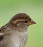 DSC_0750.JPG DSC_0750.JPG