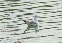 DSC_0782.JPG DSC_0782.JPG