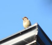 DSC_0816.JPG DSC_0816.JPG