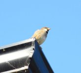 DSC_0825.JPG DSC_0825.JPG