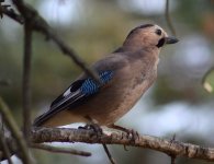 DSC_0594.JPG DSC_0594.JPG