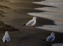 DSC_1649.jpg DSC_1649.jpg