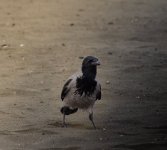 DSC_1612.jpg DSC_1612.jpg