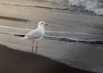 DSC_1638.jpg DSC_1638.jpg