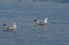 DSC_1641.jpg DSC_1641.jpg