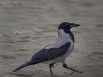 DSC_1615.jpg DSC_1615.jpg