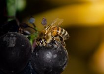 DSC_0999.jpg DSC_0999.jpg