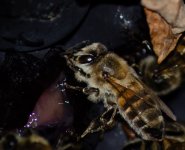 DSC_1000.jpg DSC_1000.jpg