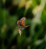 DSC_1044.jpg DSC_1044.jpg